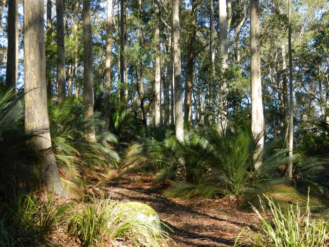 Image of trees and palms