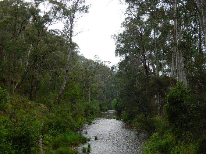 Buckland River - diggings overgrown