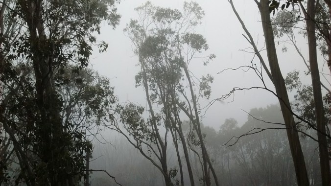 Snow gums, Falls Creek Village