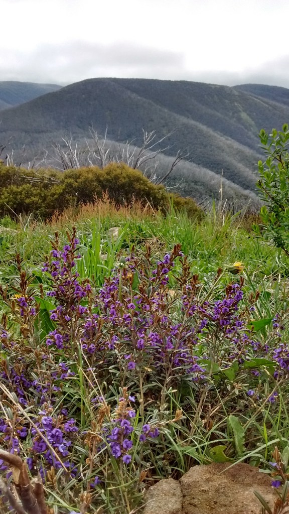 Hovea montana, overlooking the Kiewa Valley