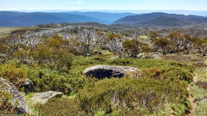 View from Mt Cope