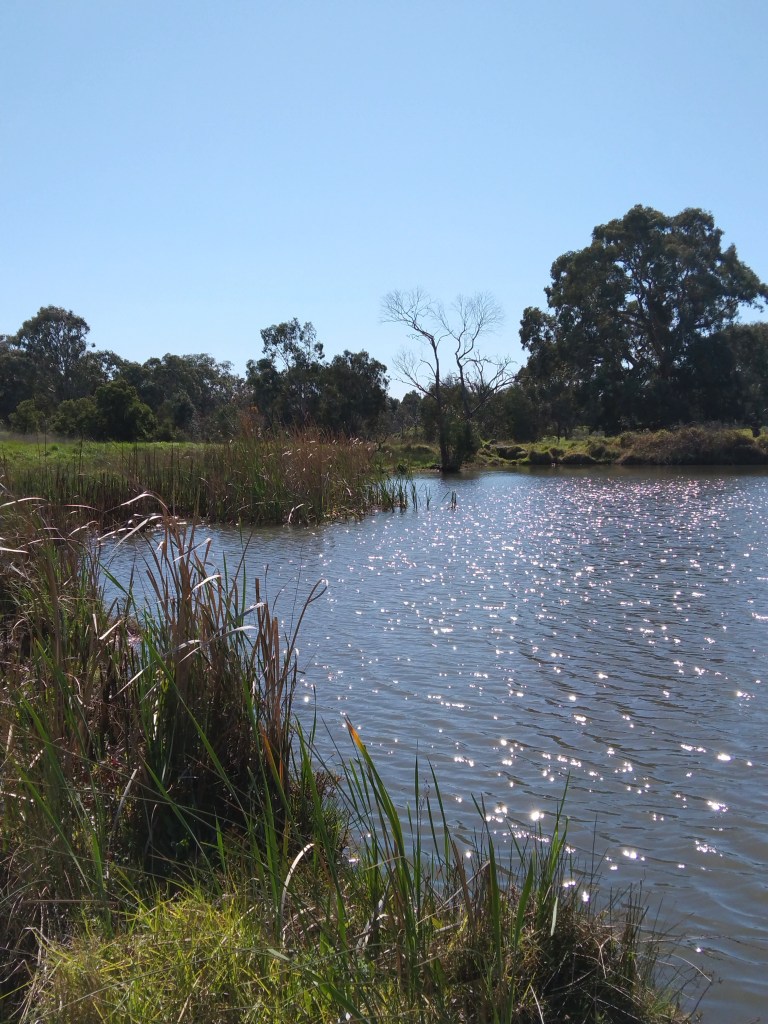 View across Sports Field lake towards Darebin Creek