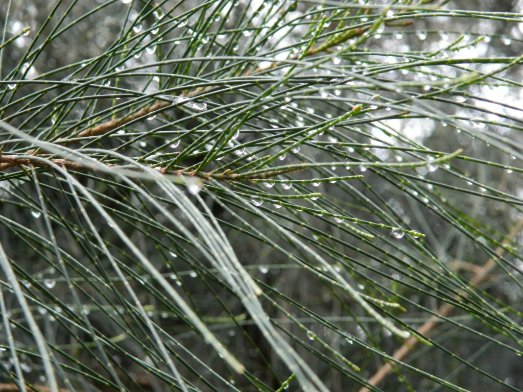 Rain drops on casuarina leaves