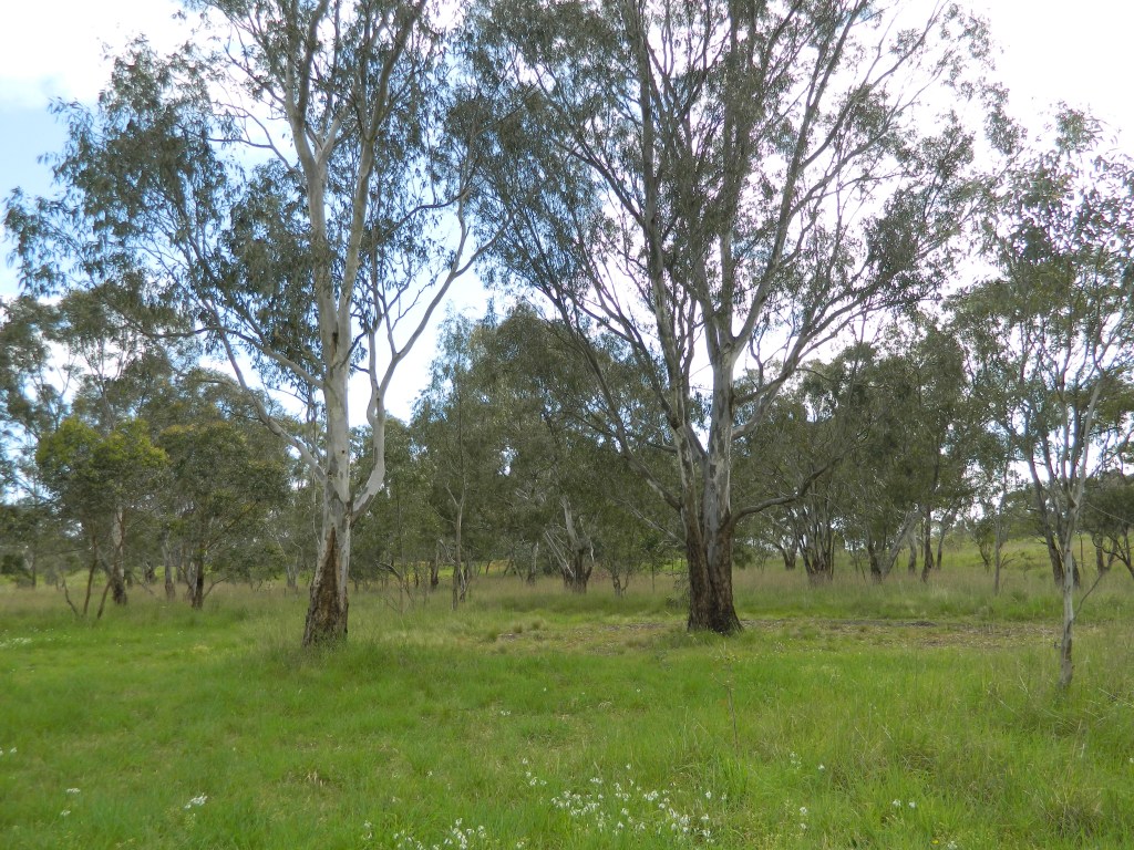 Grassy woodland with trees