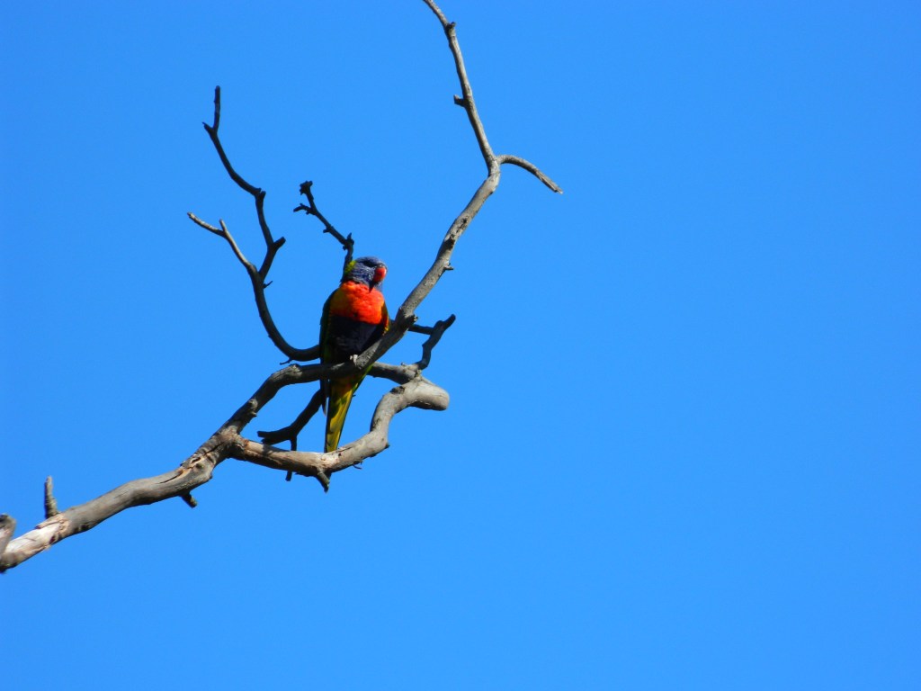 Rainbow lorikeet
