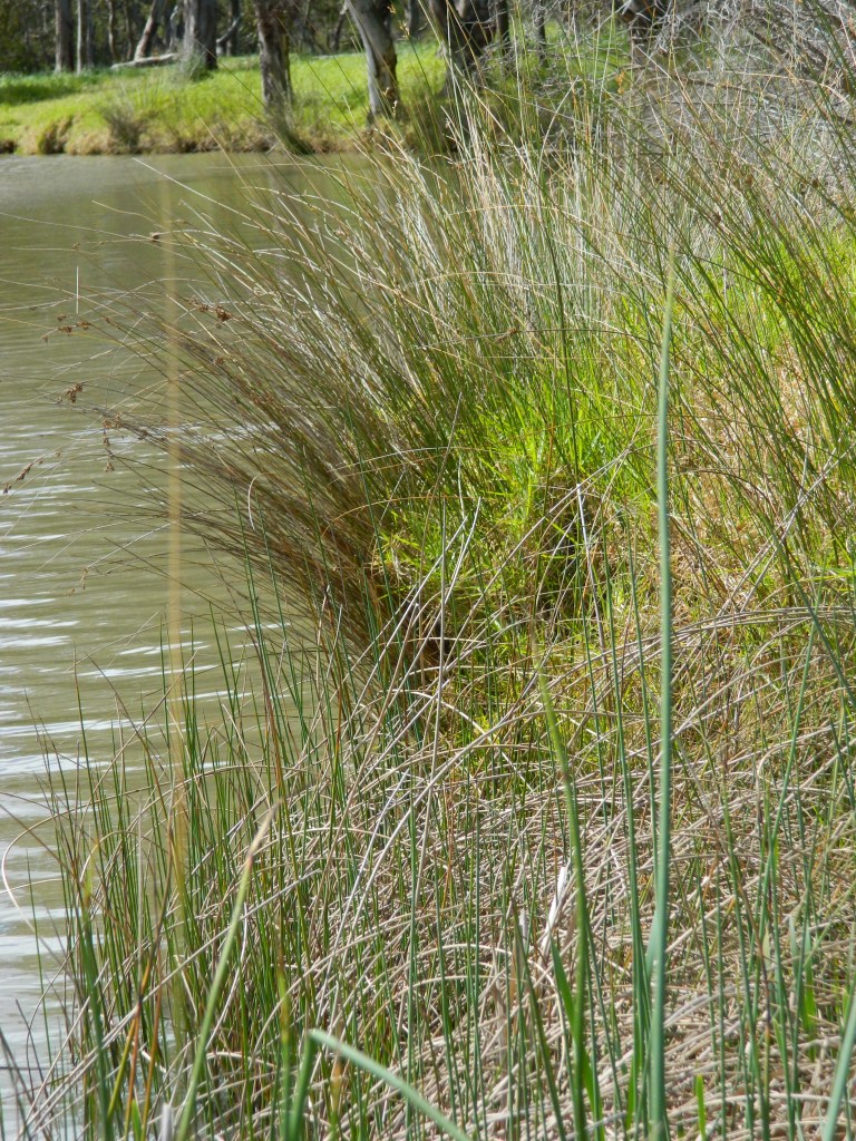 Reeds at the edge of the lake
