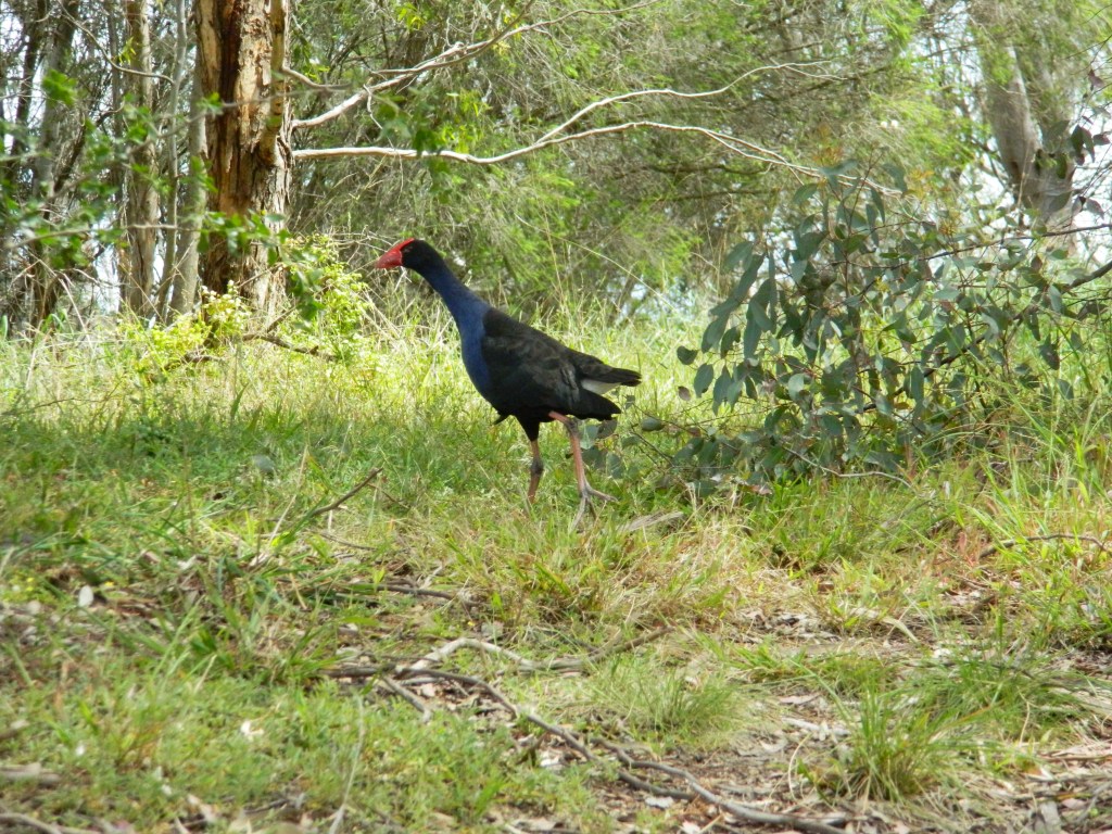 Pukeko