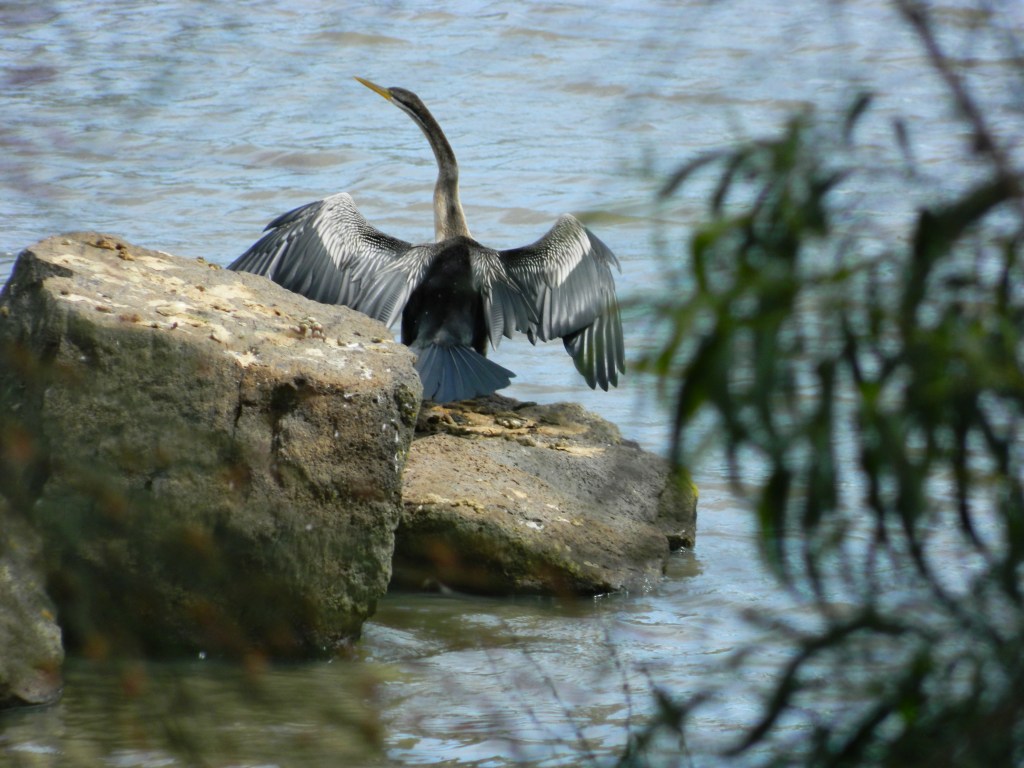 Darter on rock