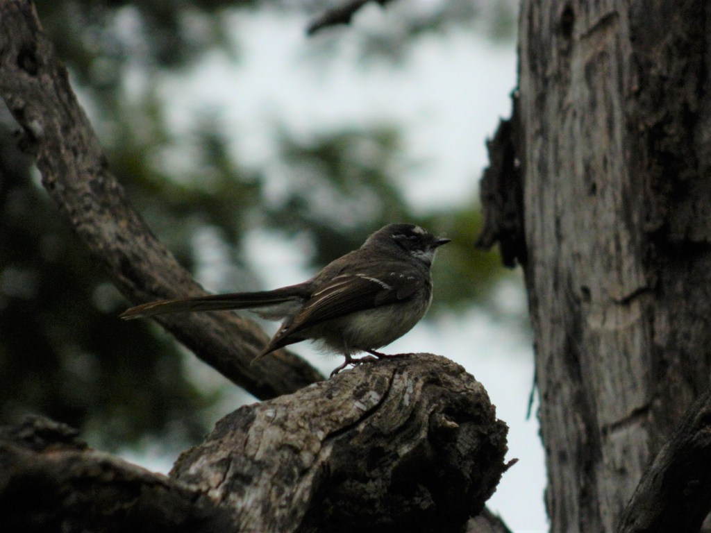 White-browed scrubwren on a tree branch