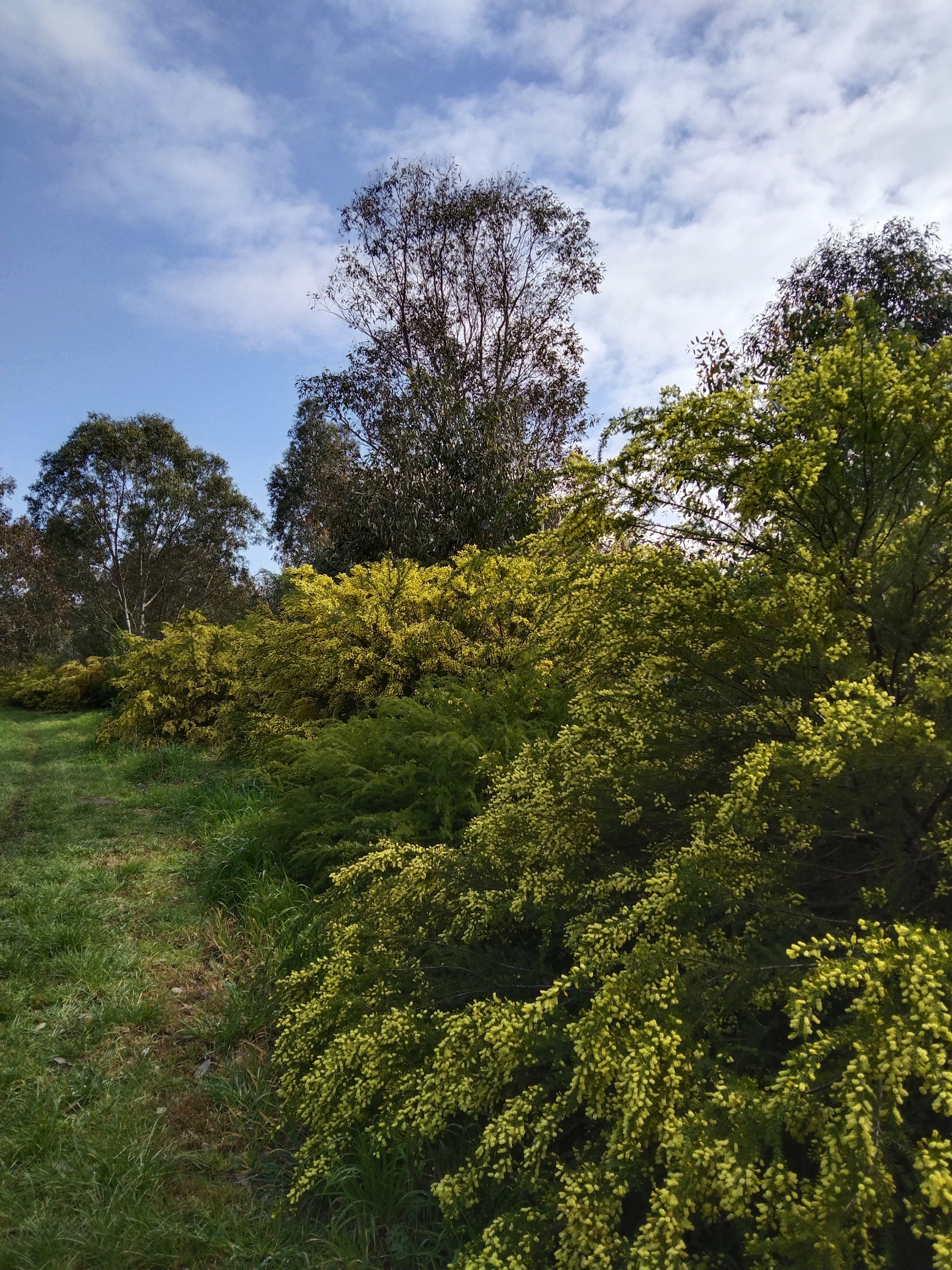 Wattles in flower