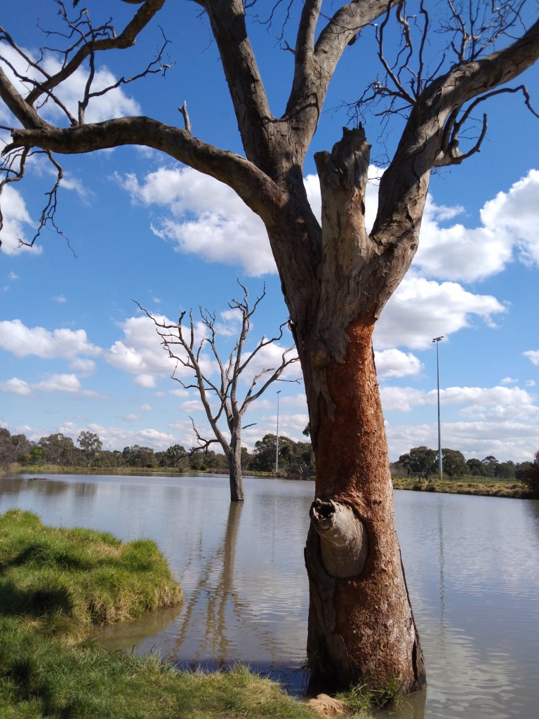 Dead trees in lake