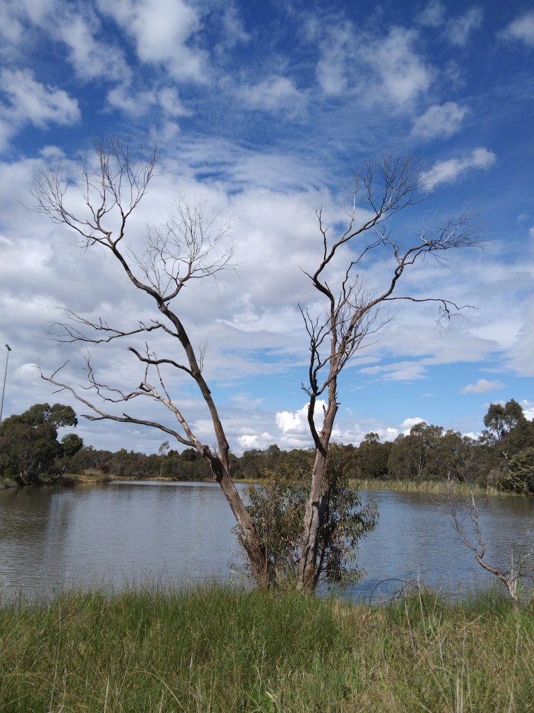View of lake and grass edges