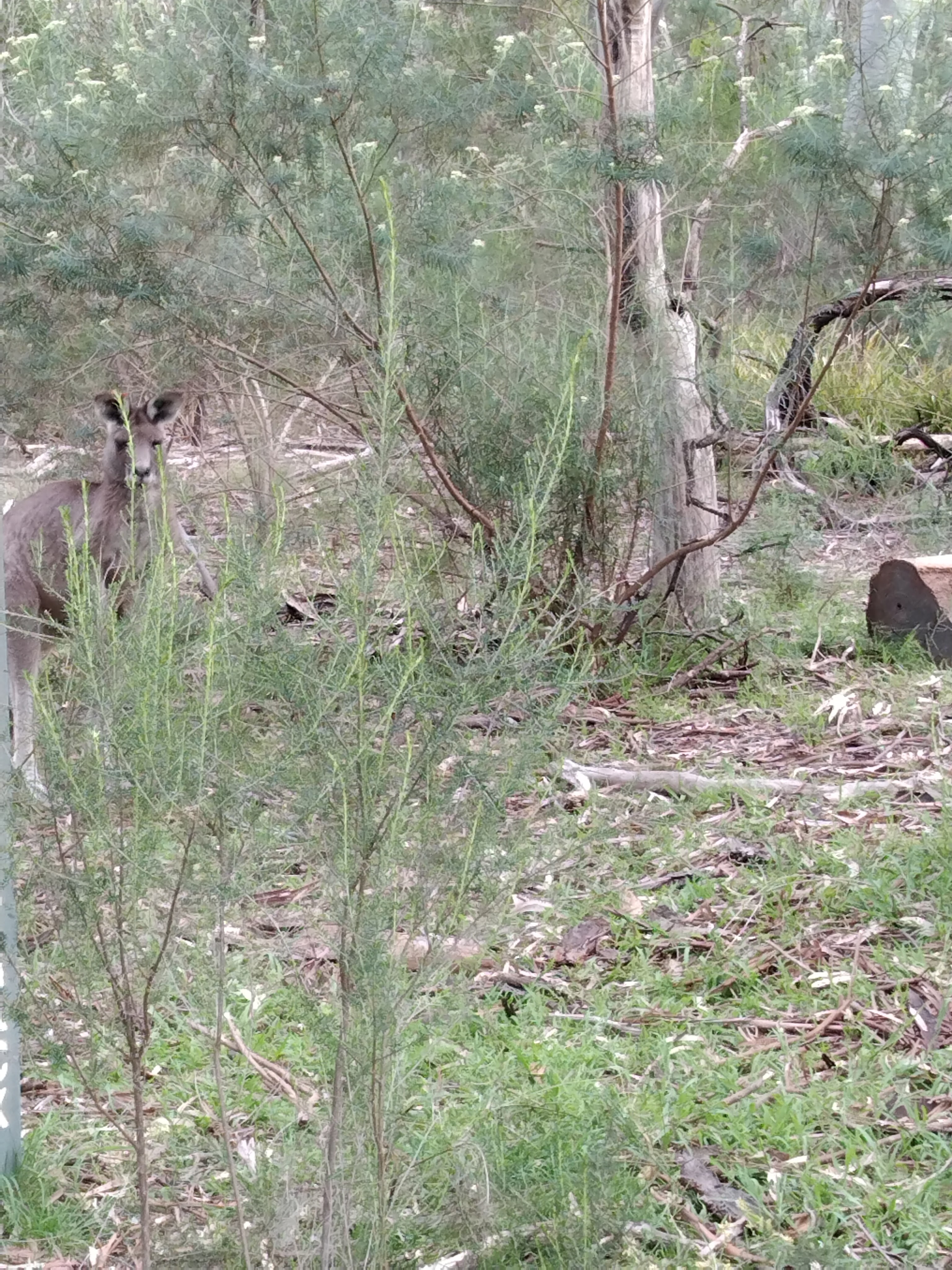 Kangaroo in scrubland