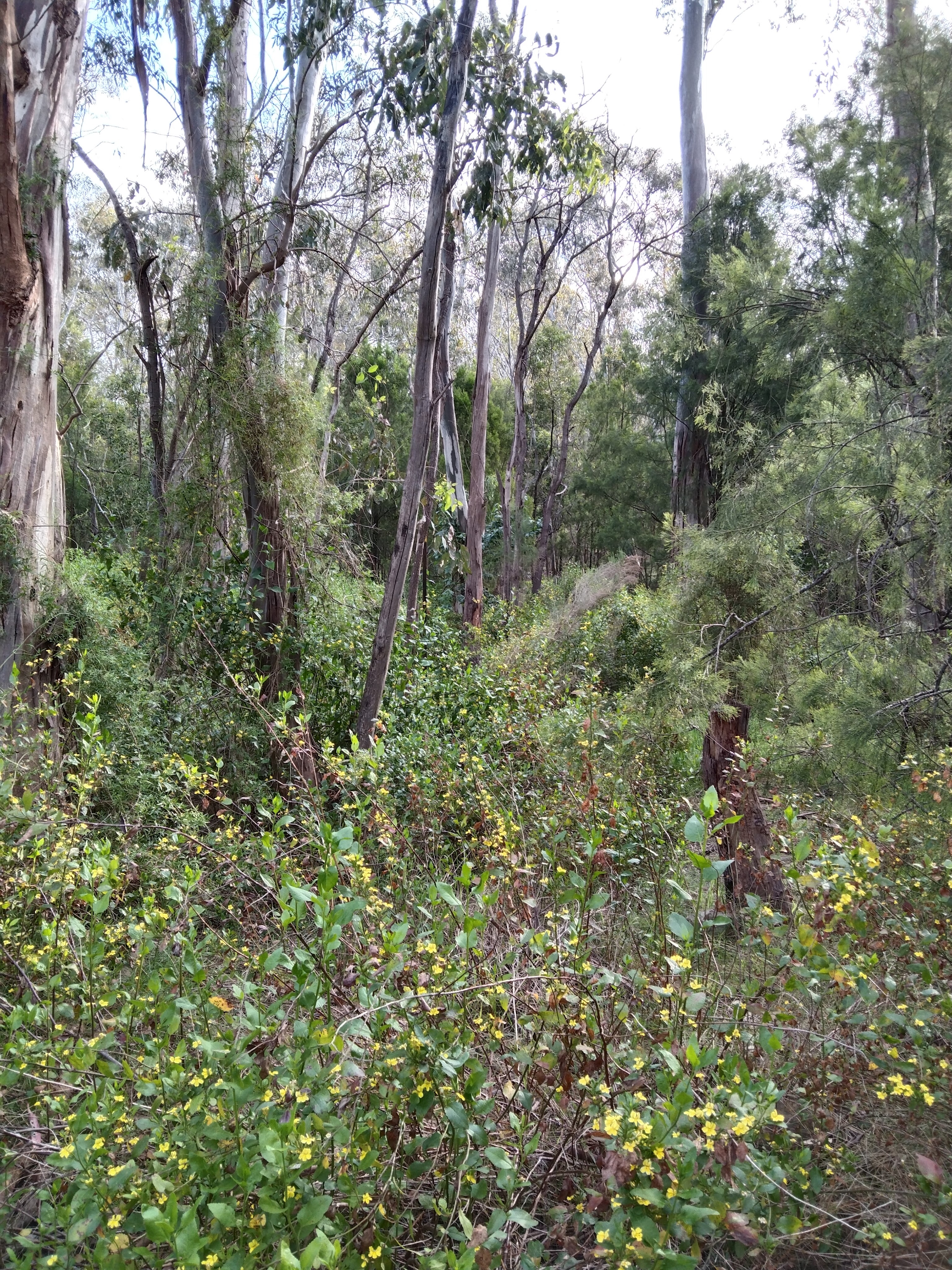 Yellow flowering bush under tall trees
