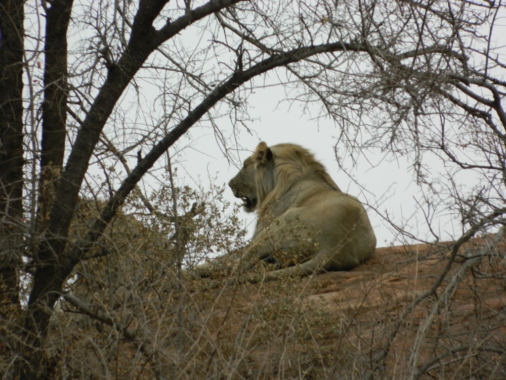 Lion on a high hill